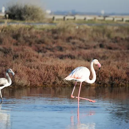 Charmante Maison De Valerie * Frontignan